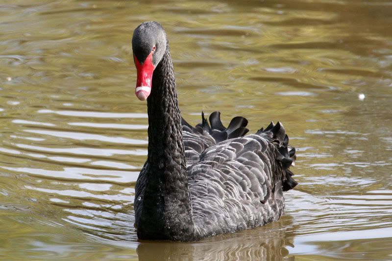 IMAGE: http://i56.photobucket.com/albums/g171/daleporter/Birds/gumbuya044-w.jpg