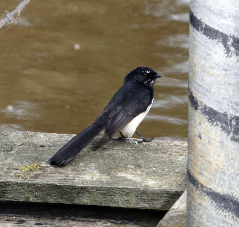 IMAGE: http://i56.photobucket.com/albums/g171/daleporter/Birds/gumbuya056-w.jpg