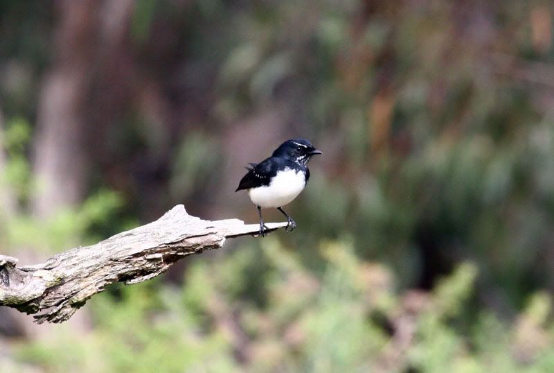 IMAGE: http://i56.photobucket.com/albums/g171/daleporter/Birds/gumbuya061-w.jpg