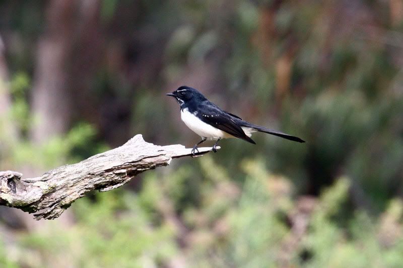 IMAGE: http://i56.photobucket.com/albums/g171/daleporter/Birds/gumbuya062-w.jpg