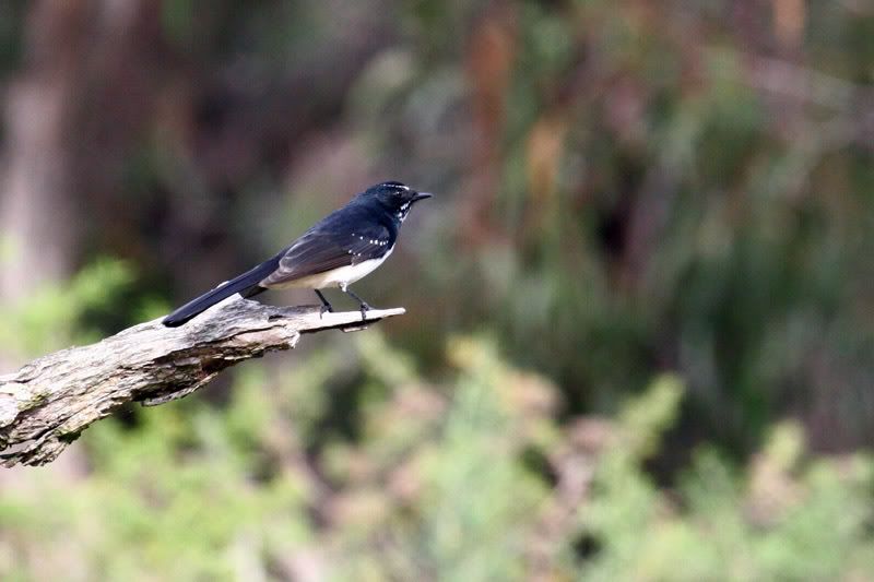 IMAGE: http://i56.photobucket.com/albums/g171/daleporter/Birds/gumbuya063-w.jpg