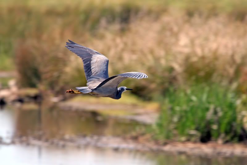 IMAGE: http://i56.photobucket.com/albums/g171/daleporter/Birds/heronflight030-web.jpg