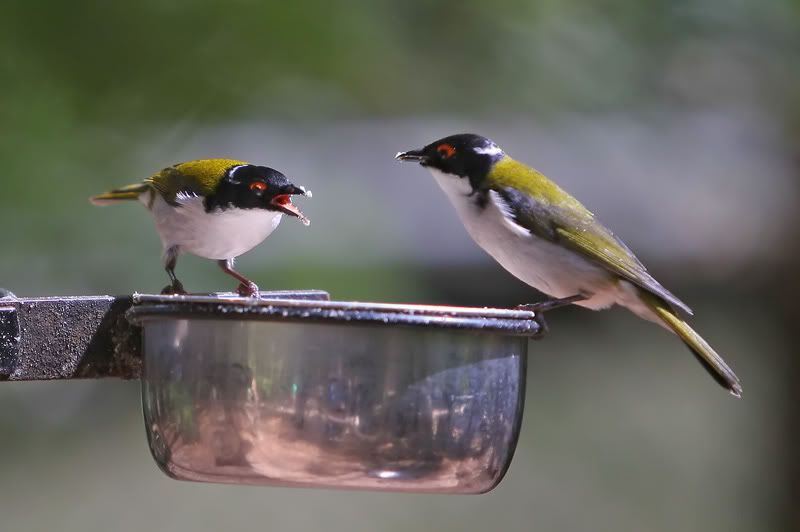 IMAGE: http://i56.photobucket.com/albums/g171/daleporter/Birds/honeyeater131-web.jpg