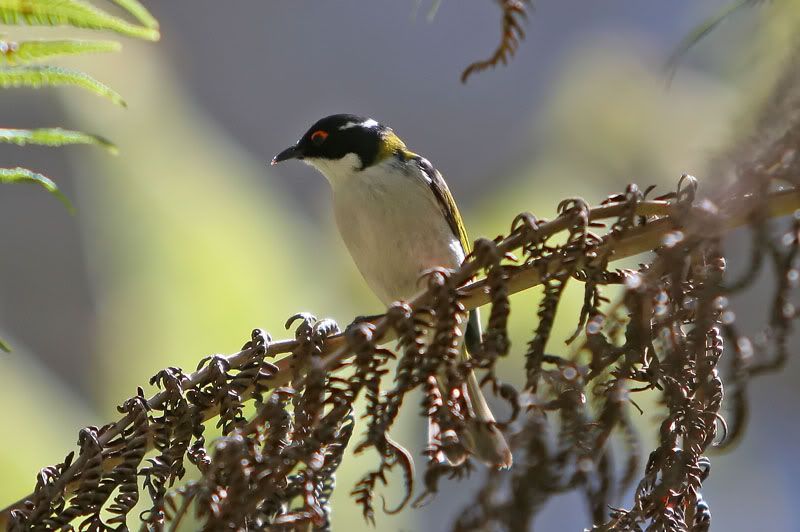 IMAGE: http://i56.photobucket.com/albums/g171/daleporter/Birds/honeyeater136-web.jpg