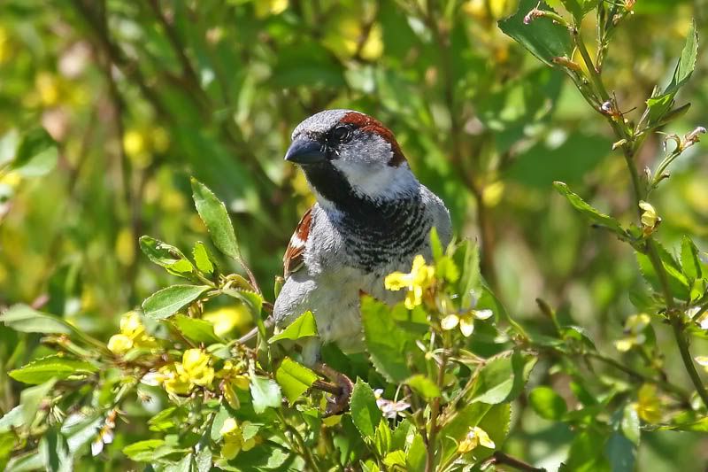 IMAGE: http://i56.photobucket.com/albums/g171/daleporter/Birds/housesparrow017-web.jpg