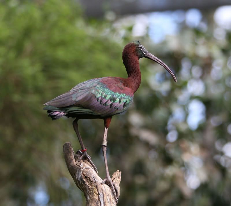 IMAGE: http://i56.photobucket.com/albums/g171/daleporter/Birds/ibis167-web.jpg