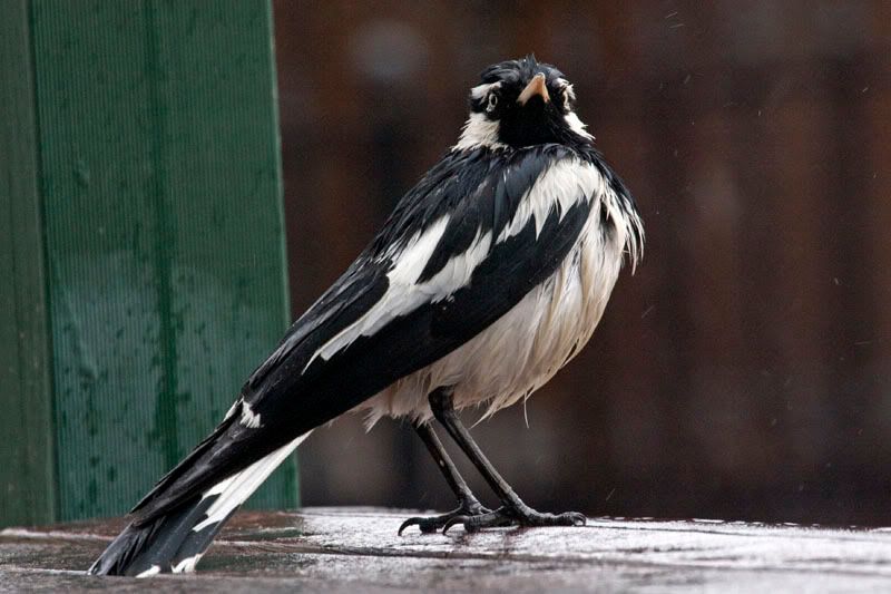 IMAGE: http://i56.photobucket.com/albums/g171/daleporter/Birds/lark-w.jpg