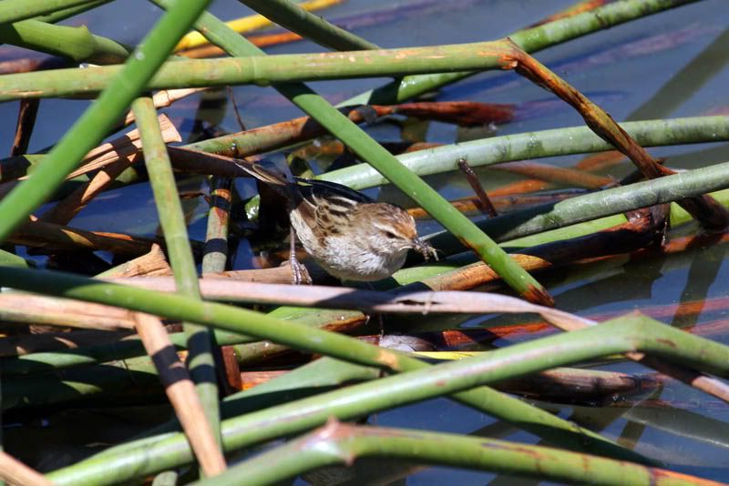 IMAGE: http://i56.photobucket.com/albums/g171/daleporter/Birds/littlegrassbird066-web.jpg