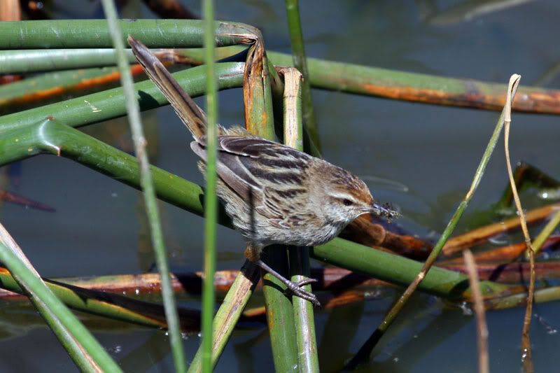 IMAGE: http://i56.photobucket.com/albums/g171/daleporter/Birds/littlegrassbird069-web.jpg