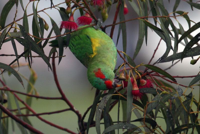 IMAGE: http://i56.photobucket.com/albums/g171/daleporter/Birds/musk0124-w.jpg