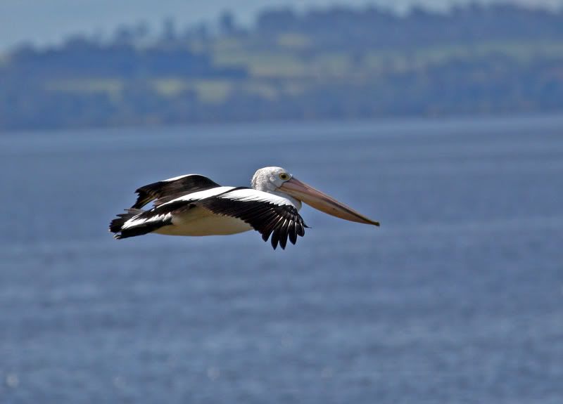 IMAGE: http://i56.photobucket.com/albums/g171/daleporter/Birds/pelican0024-w.jpg