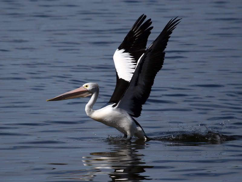 IMAGE: http://i56.photobucket.com/albums/g171/daleporter/Birds/pelican0040-w.jpg