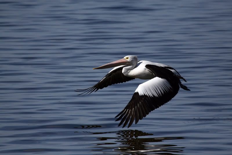 IMAGE: http://i56.photobucket.com/albums/g171/daleporter/Birds/pelican0041-w.jpg