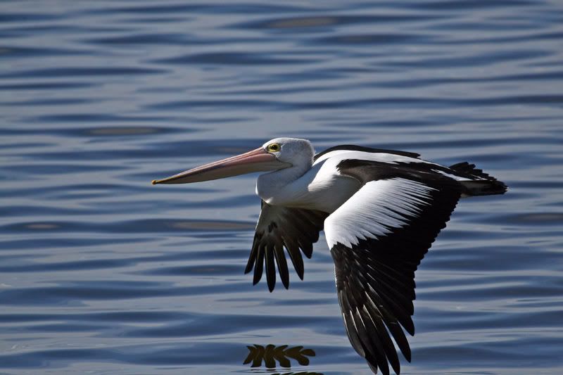 IMAGE: http://i56.photobucket.com/albums/g171/daleporter/Birds/pelican0042-w.jpg