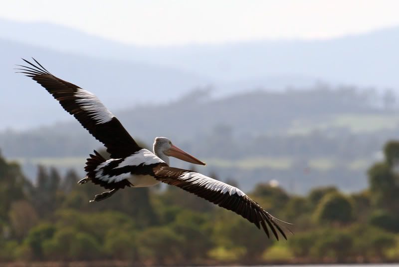 IMAGE: http://i56.photobucket.com/albums/g171/daleporter/Birds/pelican0069-1w.jpg