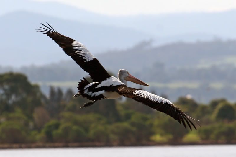 IMAGE: http://i56.photobucket.com/albums/g171/daleporter/Birds/pelican0069-2w.jpg