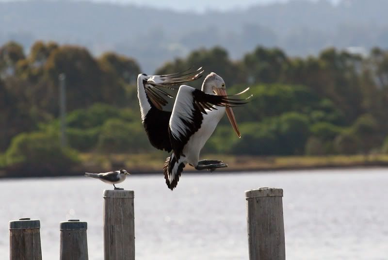 IMAGE: http://i56.photobucket.com/albums/g171/daleporter/Birds/pelican0070-w.jpg