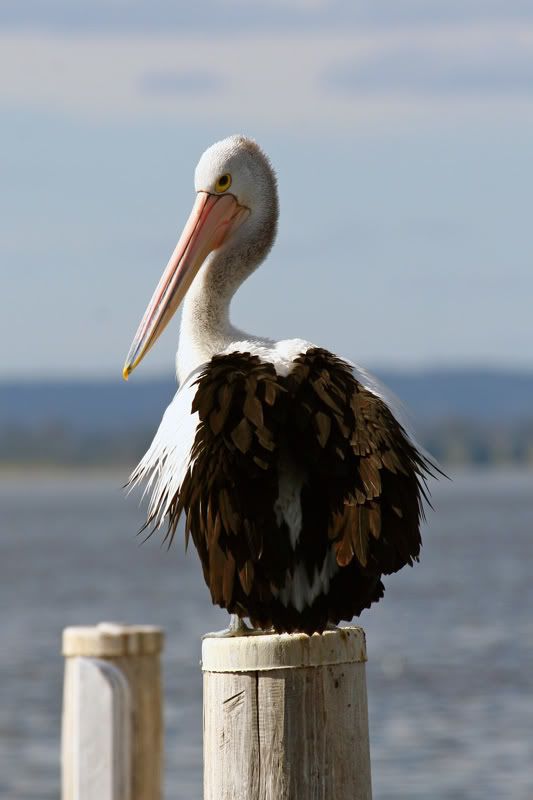 IMAGE: http://i56.photobucket.com/albums/g171/daleporter/Birds/pelican0071-w.jpg