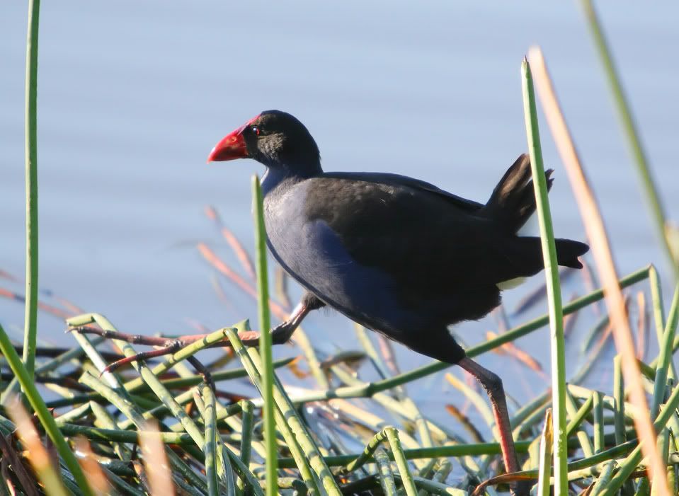 IMAGE: http://i56.photobucket.com/albums/g171/daleporter/Birds/purpleswamphen-r2.jpg