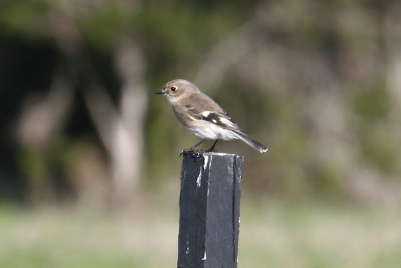 IMAGE: http://i56.photobucket.com/albums/g171/daleporter/Birds/robin0111-w.jpg