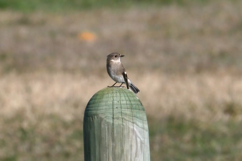 IMAGE: http://i56.photobucket.com/albums/g171/daleporter/Birds/robin0113-w.jpg