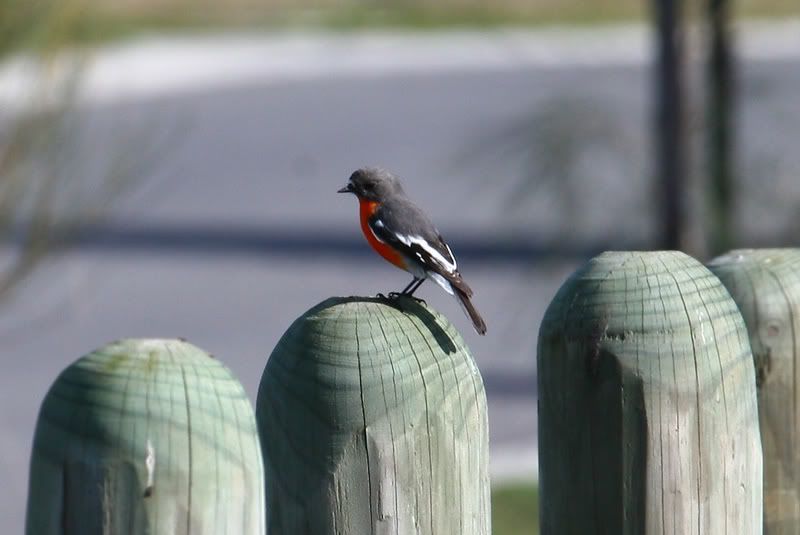 IMAGE: http://i56.photobucket.com/albums/g171/daleporter/Birds/robin0114-w.jpg