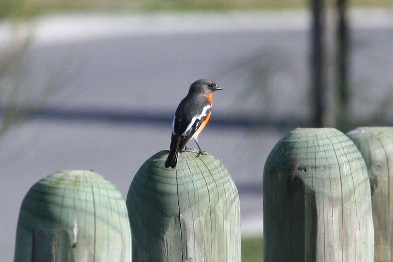 IMAGE: http://i56.photobucket.com/albums/g171/daleporter/Birds/robin0115-w.jpg