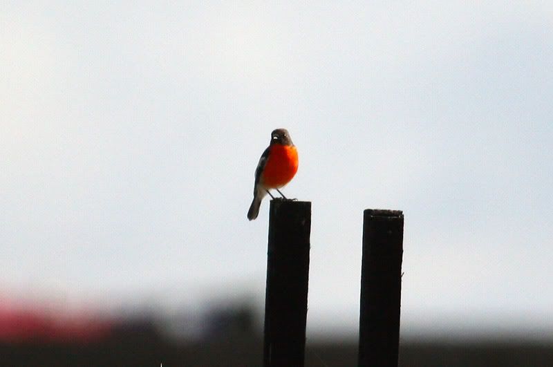 IMAGE: http://i56.photobucket.com/albums/g171/daleporter/Birds/robin0117-w.jpg