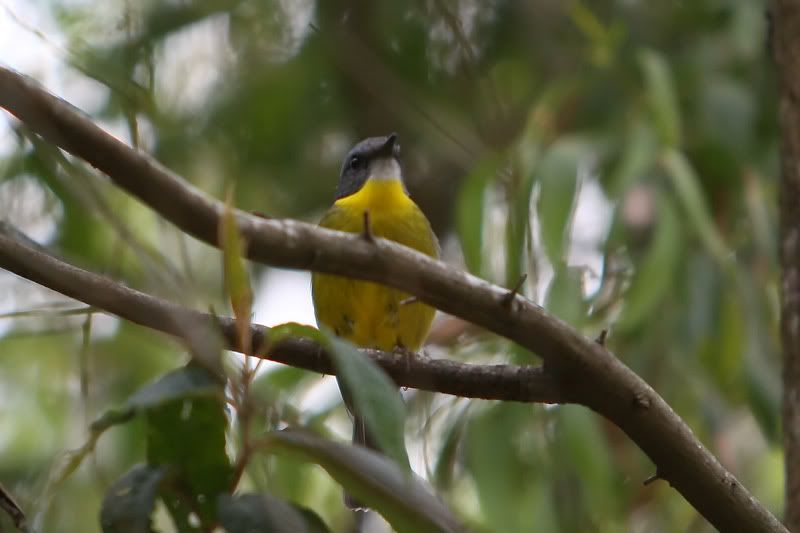 IMAGE: http://i56.photobucket.com/albums/g171/daleporter/Birds/robin181-web.jpg