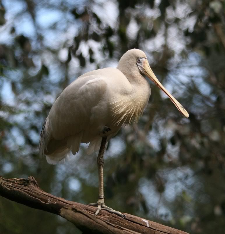 IMAGE: http://i56.photobucket.com/albums/g171/daleporter/Birds/spoonbill168-web.jpg