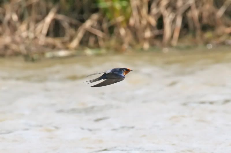 IMAGE: http://i56.photobucket.com/albums/g171/daleporter/Birds/swallowflight009-web.jpg