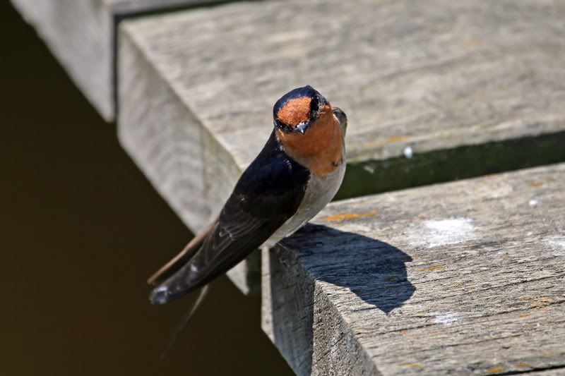 IMAGE: http://i56.photobucket.com/albums/g171/daleporter/Birds/swallowlanded010-web.jpg