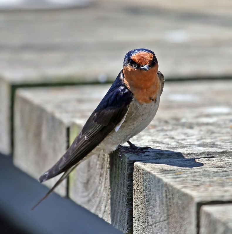 IMAGE: http://i56.photobucket.com/albums/g171/daleporter/Birds/swallowlanded011-web.jpg