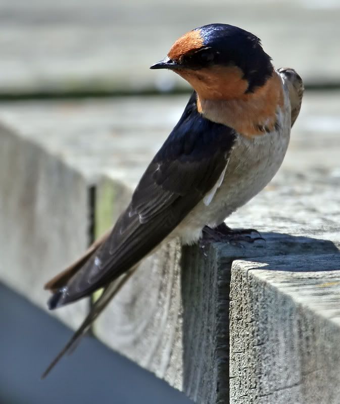 IMAGE: http://i56.photobucket.com/albums/g171/daleporter/Birds/swallowlanded013-web.jpg