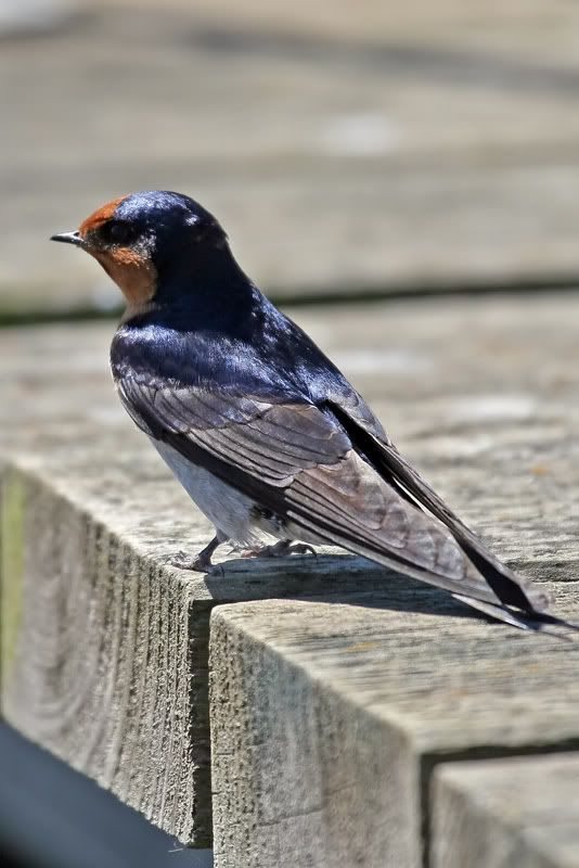 IMAGE: http://i56.photobucket.com/albums/g171/daleporter/Birds/swallowlanded014-web.jpg