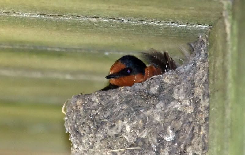 IMAGE: http://i56.photobucket.com/albums/g171/daleporter/Birds/swallownest001-web.jpg