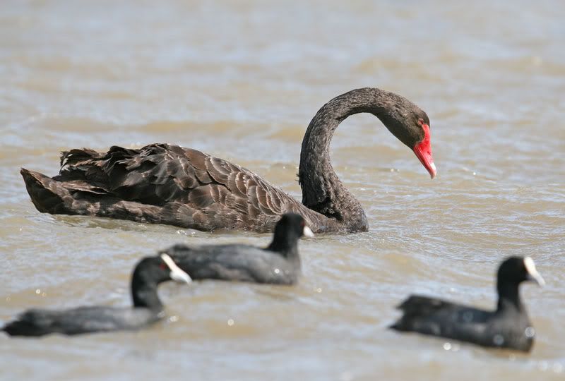 IMAGE: http://i56.photobucket.com/albums/g171/daleporter/Birds/swanswim032-web.jpg