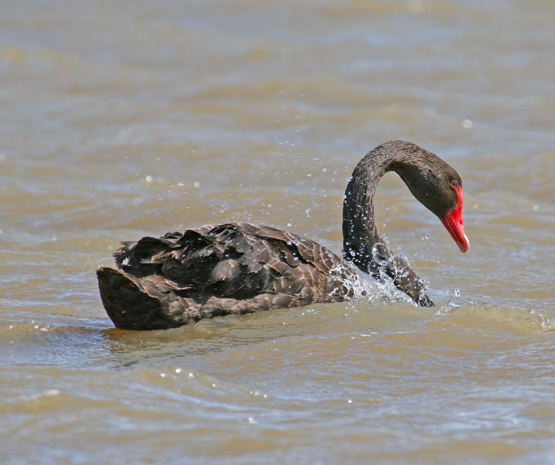 IMAGE: http://i56.photobucket.com/albums/g171/daleporter/Birds/swanswim033-web.jpg