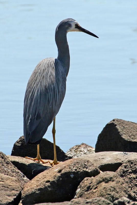 IMAGE: http://i56.photobucket.com/albums/g171/daleporter/Birds/whitefacedheron026-web.jpg