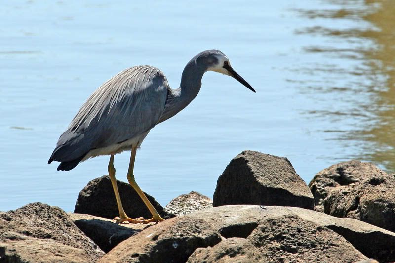 IMAGE: http://i56.photobucket.com/albums/g171/daleporter/Birds/whitefacedheron027-web.jpg