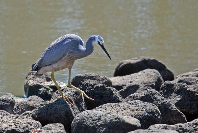 IMAGE: http://i56.photobucket.com/albums/g171/daleporter/Birds/whitefacedheron028-web.jpg