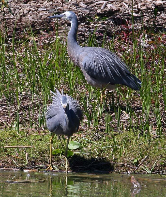 IMAGE: http://i56.photobucket.com/albums/g171/daleporter/Birds/whitefacedheron033-web.jpg