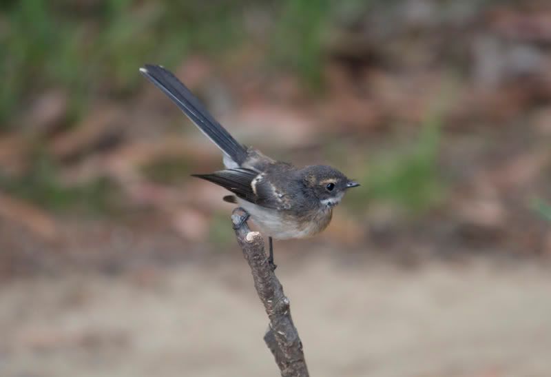 IMAGE: http://i56.photobucket.com/albums/g171/daleporter/Birds/wren_1120-w.jpg