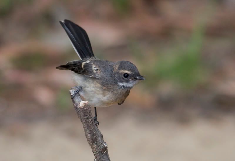 IMAGE: http://i56.photobucket.com/albums/g171/daleporter/Birds/wren_1121-w.jpg