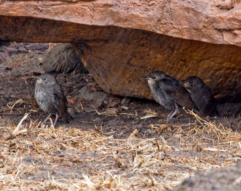 IMAGE: http://i56.photobucket.com/albums/g171/daleporter/Birds/youngstarlings0779-w.jpg