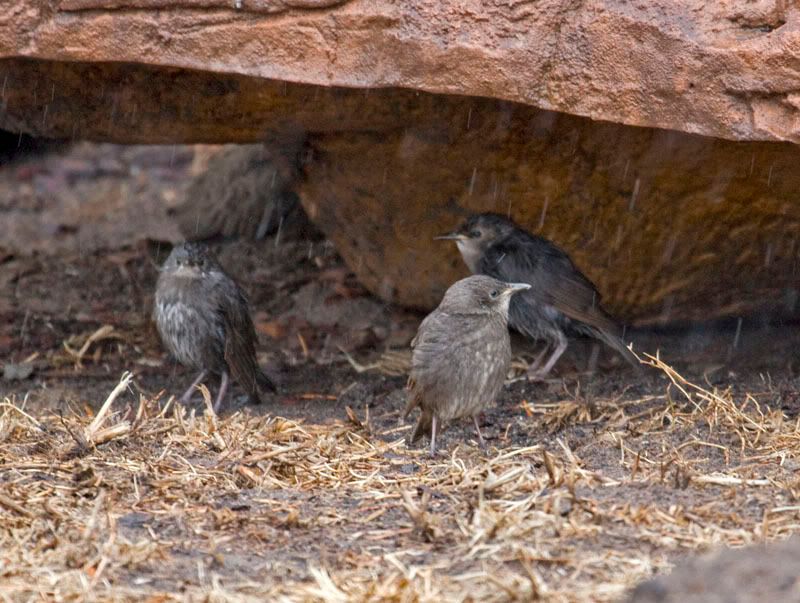 IMAGE: http://i56.photobucket.com/albums/g171/daleporter/Birds/youngstarlings0783-w.jpg