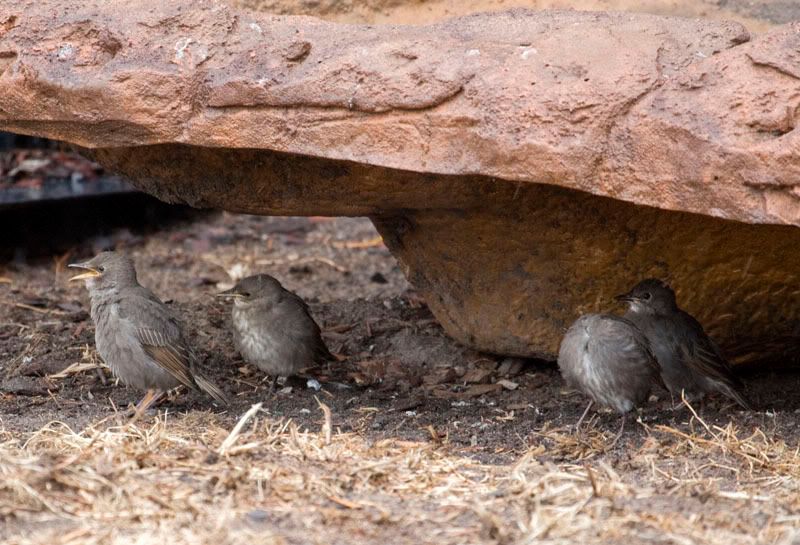 IMAGE: http://i56.photobucket.com/albums/g171/daleporter/Birds/youngstarlings0813-w.jpg