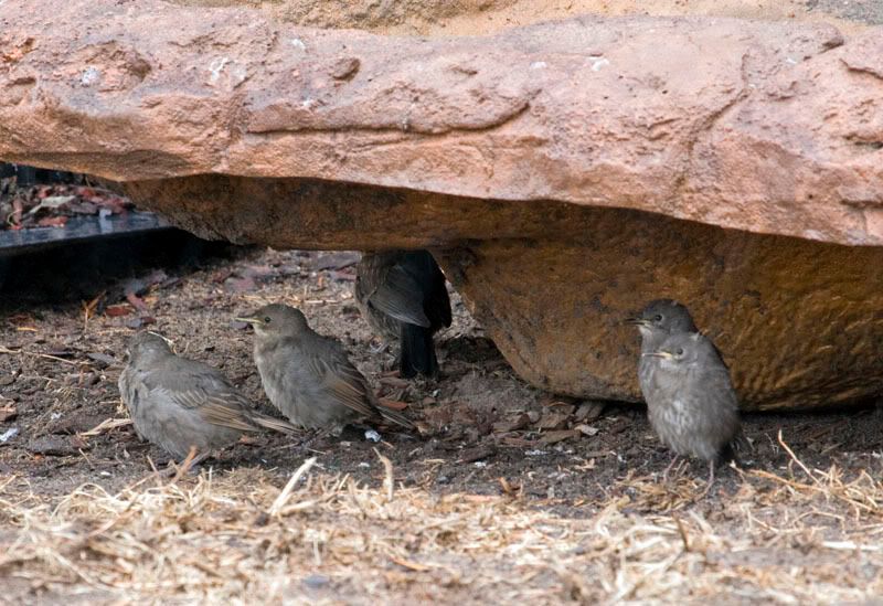 IMAGE: http://i56.photobucket.com/albums/g171/daleporter/Birds/youngstarlings0815-w.jpg