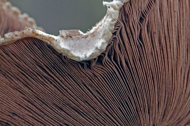 IMAGE: http://i56.photobucket.com/albums/g171/daleporter/Macro/IMG_9482-w.jpg