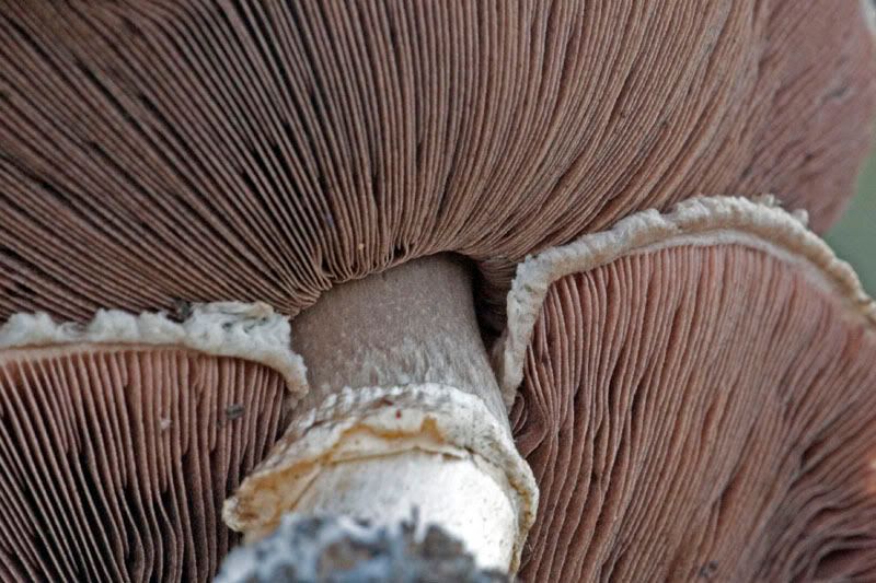 IMAGE: http://i56.photobucket.com/albums/g171/daleporter/Macro/IMG_9483-w.jpg